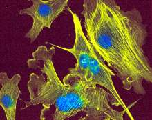 Laser and Microscope Objectives aid confocal bioresearch.