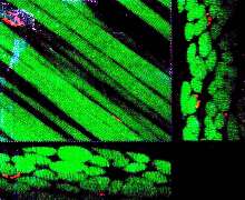 Microscope Objective is optimized for confocal microscopy.