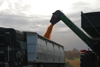 Harvested corn for ethanol