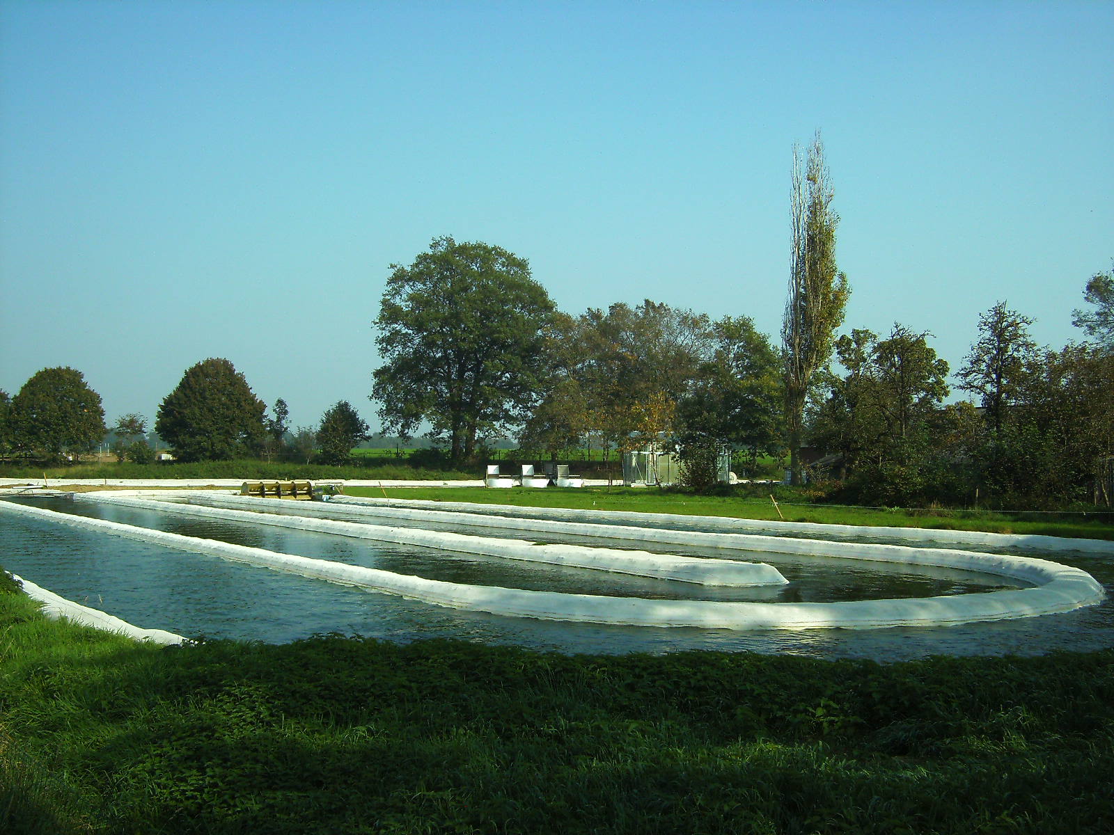 modern uses of cultivated algae essay modern uses of cultivated algae essay