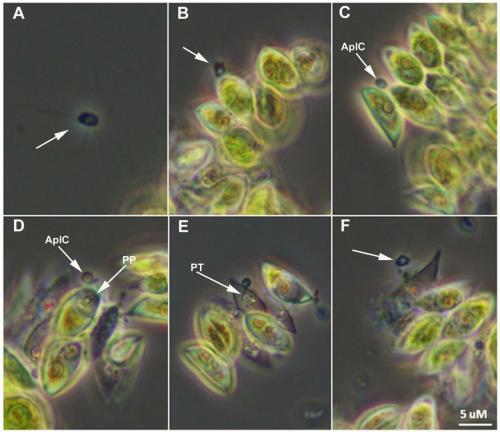 Sapphire Energy is working on a way to manage Amoeboaphelidium protococcarum, one of the open pond algae cultivation method's greatest foes.