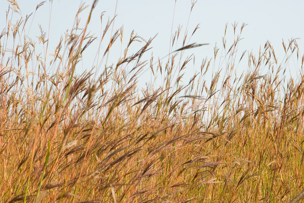 Improvements in cellulosic ethanol production would allow companies to utilize switchgrass and other plants that have little use or economic value. Credit: Margaret Broeren.
