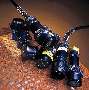 Electrical Connectors are certified for hazardous locations.