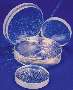 Sapphire Windows withstand pressures to 10,000 psi.