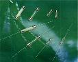 Fuses are offered in lead-free versions.