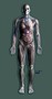 
Zygote Develops Heart, Skeleton, Rest of Anatomy in 3D CAD Using SolidWorks Software 
