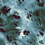 NIST studies electrical and optical behavior of nanotubes.