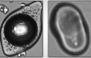 
Particle Vision Instrumentation Measures Actual Image Of Individual Particles 
