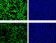 NIST Researchers develop test of toxin strength.