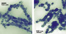 Shape matters in case of cobalt nanoparticles.