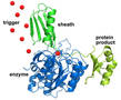 Enzyme Manipulation could solve protein purification challenge.