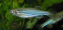 
Microtest Laboratories Announces New Fast-Track Toxicity Testing for Medical Devices Using Zebrafish Embryos
