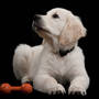Thermoplastic Elastomers target pet products industry.