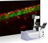 
Pioneering Publication Reports First Ratiometric, Single-Protein Red Fluorescent pH Sensor in Live Neurons
