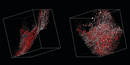 Multiphoton Confocal Microscope integrates 2 NLO lasers, OPO.