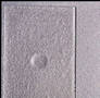 Extrusion Glue System produces void-free patterns on labels.