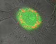 
Tuning Silica Nanoparticles for Cell Specific Biotargeting Malvern's Zetasizer Nano Characterizes All Surface Modifications
