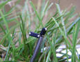 Ultra-Miniature Reed Sensors measure 5 x 1.8 x 2.2 mm.