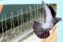 Barriers stop birds from roosting.