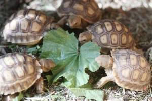 Wireless Environmental Monitoring In a Tortoise Sanctuary