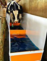 Bovine Footbath helps prevent hoof disease on farms.