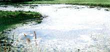 Water Treatment Solution clarifies lakes and ponds.