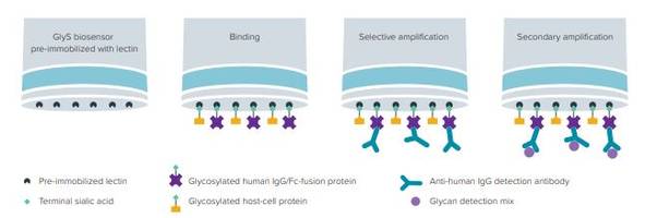 ForteBio Offers Sialic Acid Kit for Glycan Screening Application