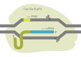 IDT Releases Latest Alt-R Cas12a (Cpf1) Ultra Enzyme for Genome Editing Experiments