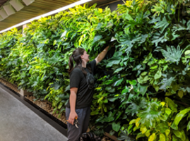 LiveWall Living Wall is The Green Centerpiece in The Re-designed Interior of The Bata Library at Trent University