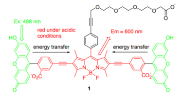 New Fluorophores Can Construct Compounds When Fluorescence Is Activated