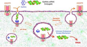 New GalNAc Coupling Modification Services Helps to Target Binding to Hepatocytes