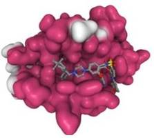 New AutoDock Vina Software Designed to Predict The Mechanism of Small Molecules