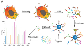 Creative Proteomics Enhances Your Project with Cell Surface Proteomics Service
