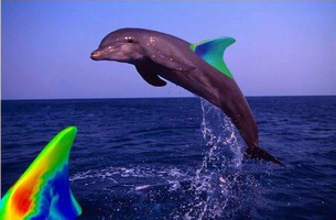 Computer Simulation Used to Investigate Mystery of Dolphin's Speed