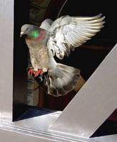 Bird Deterrent System delivers harmless electric shock.