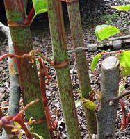 Metered Dose Injector helps control Japanese Knotweed.