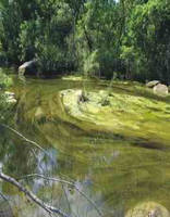 Environmental Monitoring of Algal Blooms in a River System